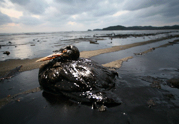 ↑ 8일 충남 태안 해안에서 발견된 겨울철새 '뿔논병아리' ⓒ환경운동연합