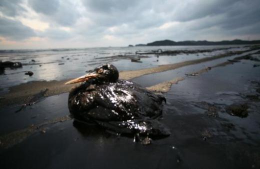 ↑8일 오후 태안 신두리 해변에서 기름을 뒤집어 쓴채 발견된 겨울철새 뿔논병아리.