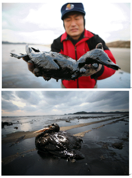 ↑ 8일 충남 태안 해안에서 죽은 채로 발견된 청둥오리(위)와, 기름을<br>
뒤집어 쓴 채 죽어가는 뿔논병아리(아래) ⓒ환경운동연합