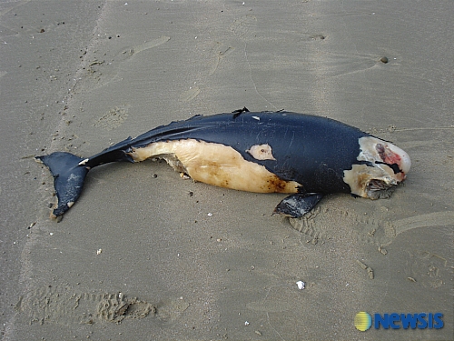 [사진]태안 유출 기름 묻은 채 죽은 돌고래