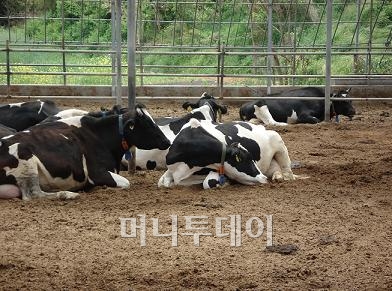 ↑ 풀무우유를 생산하는 평촌목장의 소들이 톱밥 운동장에서 쉬고 있다. 