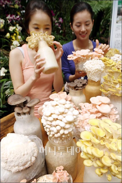 [사진]신기한 칼라 버섯