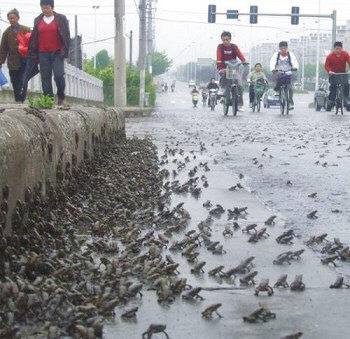 ↑쓰촨성 대지진이 일어나기 전 이동하는 두꺼비떼