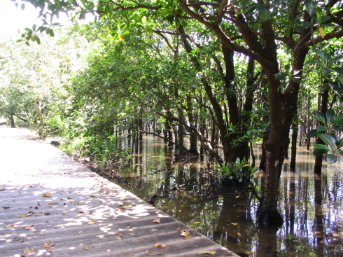 ↑ 일본 오키나와현 이시가키섬에서 자라는 '식물계의 양서류' <br>
맹그로브(Mangrove)나무 ⓒ환경재단