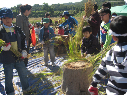 ↑한살림 생산지를 방문하여 메뚜기 잡기와 벼 베기 체험을 하고 있는 서울 한살림 조합원 자녀들. ⓒ한살림