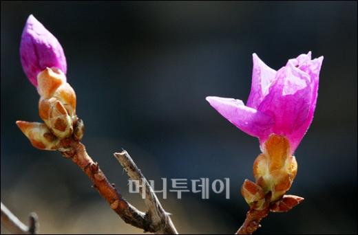 [사진]새악시 볼처럼 곱게 물든 철쭉꽃