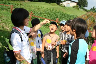 ↑여성환경연대가 운영하는 '굿바이 아토피' 프로그램에 참가한 아이들이 유기농업 현장을 둘러보고 있다 ⓒ여성환경연대