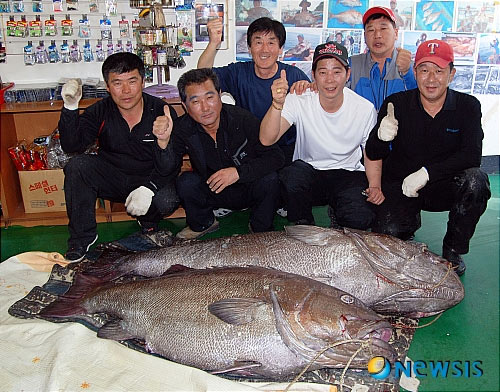 [사진]전설의 '돗돔'