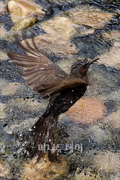 [사진]직박구리의 여름나기