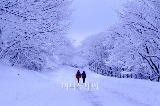 ▲어리목진입로 사진작가 신용만 