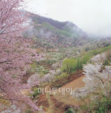 ▲산벚꽃 흐드러진 금산 보곡 산골