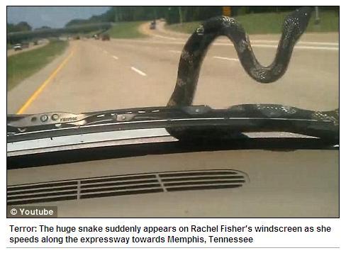 시속 100km로 달리는 차 위에 등장한 뱀(출처=데일리 메일 화면 캡처)