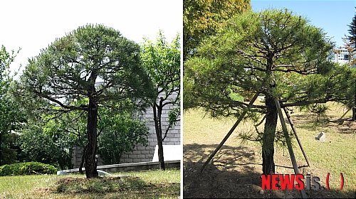 사진 왼쪽은 2008년 5월 기다림의 나무가 국회에 식재됐을때 모습. 사진 오른쪽은 2011년 현재 뉴시스가 발견한 기다림의 나무의 모습. 국회 정문 근처에 위치하고 있다. 