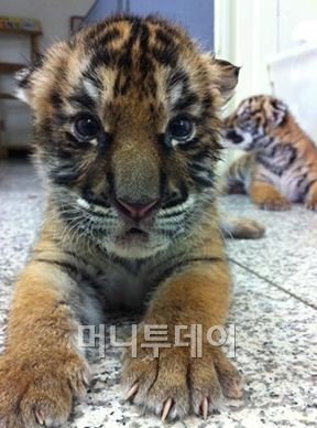 [시티줌]서울대공원 '아기호랑이' 자매 공개  