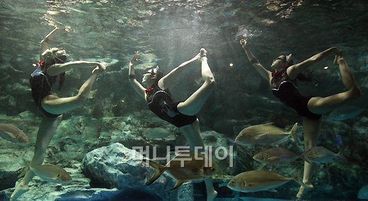 [사진]우아한 수중댄스 쇼!