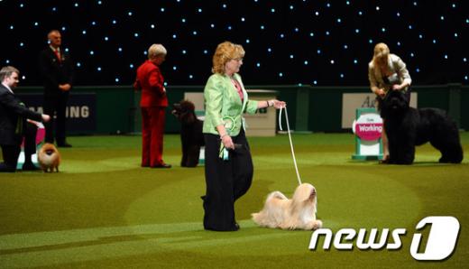 사진] 2만1000여마리 참가 영국 도그쇼, '라사 압소' 1위 - 머니투데이