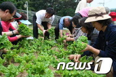 농업기술센터 텃밭에서 상추를 수확하고 있는 시민들./사진제공=서울시청 News1