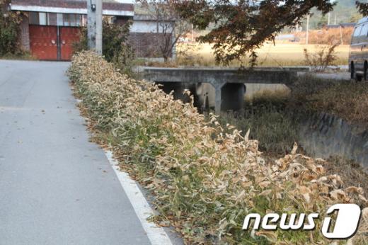 2일 불산 누출사고가 난 구미공단 인근의 봉산리 마을. 도랑을 따라 심어놓은 콩의 잎이 하얗게 말라 죽어 있다./2012.10.2 뉴스1ⓒ News1 