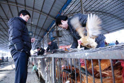 중국 안후이성 추저우의 가금류 시장에서 한 상인이 닭장에서 닭을 꺼내고 있다. 중국 농업과학원은 23일 신종 AI 바이러스가 가금류 시장에서 유래했다고 조사 결과를 발표했다. [블룸버그]