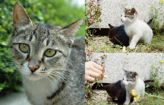 이화여대 학생회관 옆에 서식하던 '학관 고양이'(왼쪽)와 학관 고양이가 낳은 새끼 고양이들(오른쪽) /사진=온라인 커뮤니티 '소울드레서'