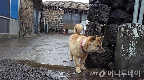 제주성읍마을 고상은가옥 입구 / 사진=김유경기자