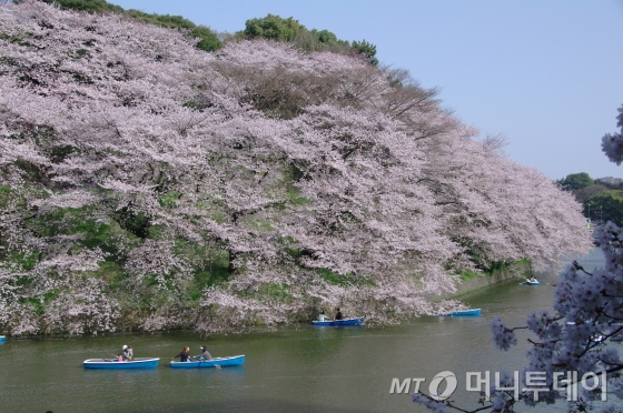 저가항공사를 저렴한 항공권을 이용해 훌쩍 일본에 벚꽃놀이를 다녀와도 좋다. 사진은 도쿄 고쿄 서쪽 수로변 지도리가후치/사진제공=일본관광청