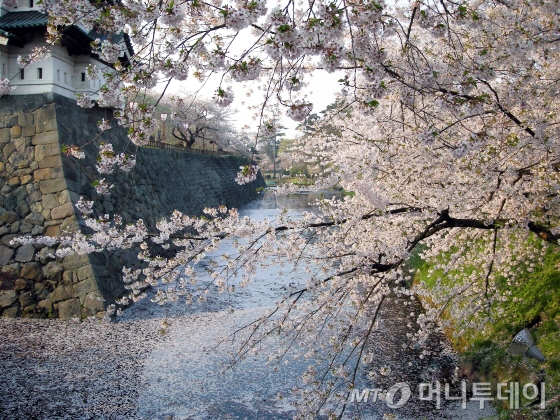 일본사람들이 가장 많이 찾는 벚꽃 명소, 아오모리 히로사키성/사진제공=일본관광청