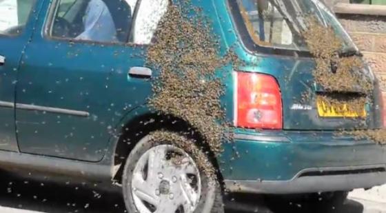 영국에서 발견된 '벌집 자동차'/사진=유튜브 영상 캡쳐