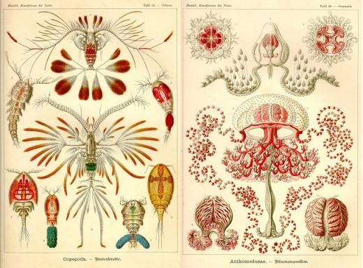 '자연의 예술 형태(1904)'의 삽화 Copepod (Copepoda)(왼쪽)과  Anthomedusa