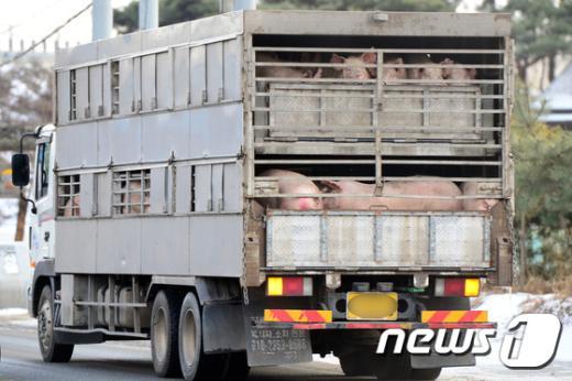 [사진]구제역 비상 '트럭에 실린 돼지'
