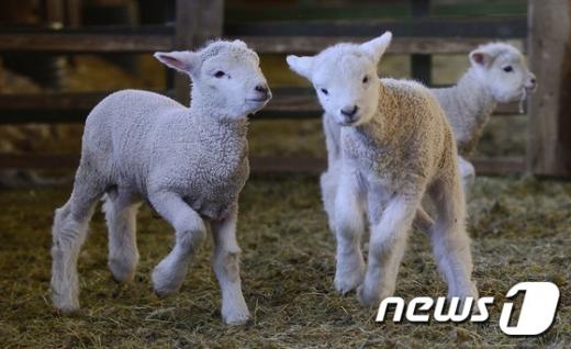 [사진]양의해 '화합과 평화의 기운이 가득'