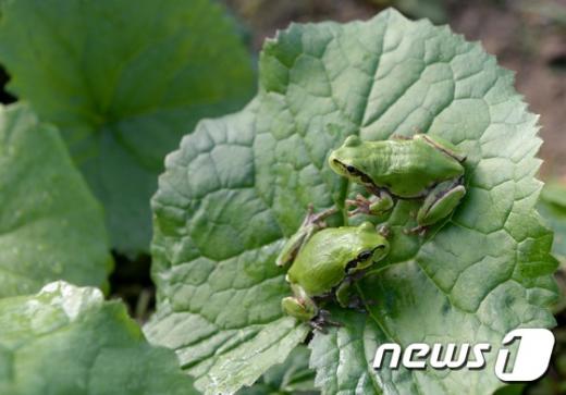 [사진]봄 마중 나온 개구리