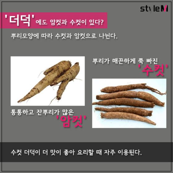 [카드뉴스] '밥 반찬의 비밀' 더덕vs우엉…봄에 먹어야 하는 이유?