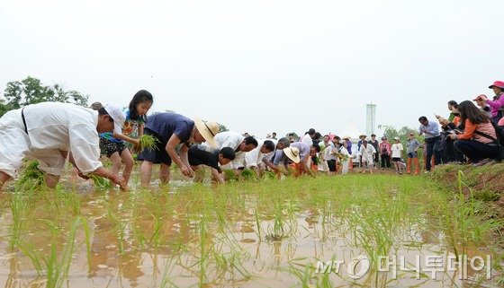 지난 5월 30일 오전 서울 용산구 이촌동 노들텃밭에서 가족 단위 도시농부들이 손수 모내기를 하고 있다. /사진=뉴스1