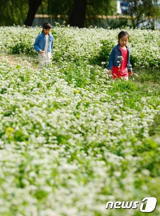 [사진]어린이들과 메밀꽃밭