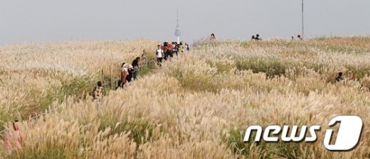 [사진]서울억새축제 앞둔 하늘공원