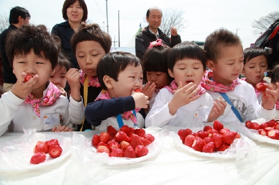 충남 논산시에서 열리는 '논산 딸기축제'에서 아이들이 갓 수확한 딸기를 먹고 있다. /사진=논산시청 홈페이지