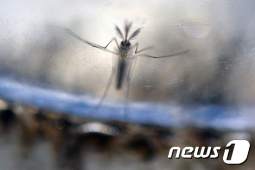 지카 바이러스를 옮긴다고 알려진 이집트숲모기(Aedes aegypti) © AFP=뉴스1