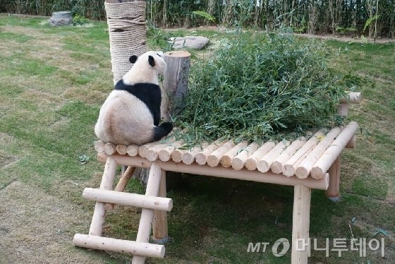 오는 21일 정식 개장하는 '판다월드(Panda World)'에서 살고 있는 암컷 판다 아이바오(만 2세, 사랑스런 보물). /사진=김유진 기자