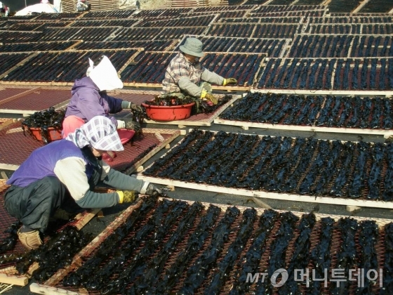 어민들이 수작업으로 한올한올 미역을 널어 말리고 있다. 자연해풍과 햇빛으로만 말린 기장미역은 탄력있으면서도 부드러운것이 특징이다./사진제공=기장사람들