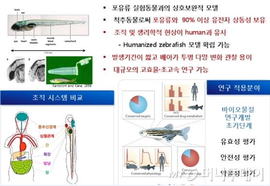 제브라피쉬' 활용으로 '동물실험 윤리' 실현 나선다 - 머니투데이 제브라피쉬' 활용으로 '동물실험 윤리' 실현 나선다 - 머니투데이