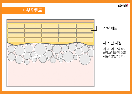 /일러스트=이은 기자