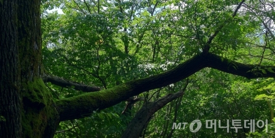 유네스코에 등재된 산림자원 보호지역인 곰배령은 1년에 단 8개월만 입산이 허가되는 한국의 비경이다. 공정여행사 트래블러스맵이 개발한 국내 여행코스다. /사진제공=트래블러스맵.