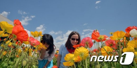 [사진]파란하늘과 어우러진 양귀비꽃