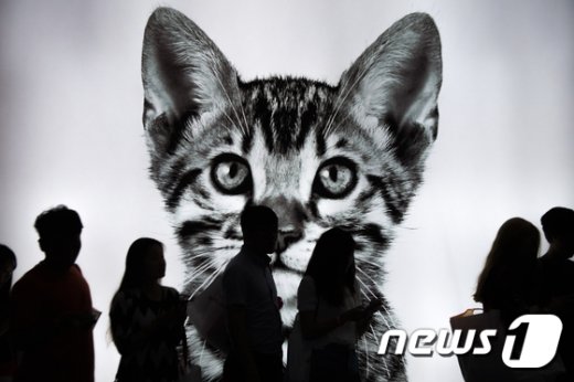 [사진]K 캣페어 찾은 애묘인들