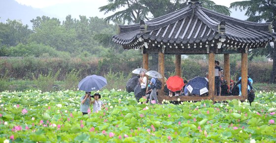 장맛비가 내린 2일 오후 경북 경주 동궁과월지 연꽃단지를 찾은 관광객들이 정자 밑에서 비를 피하고 있다. /사진=뉴스1