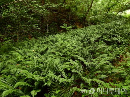 톱지네고사리 군락지 모습./사진제공=국립수목원