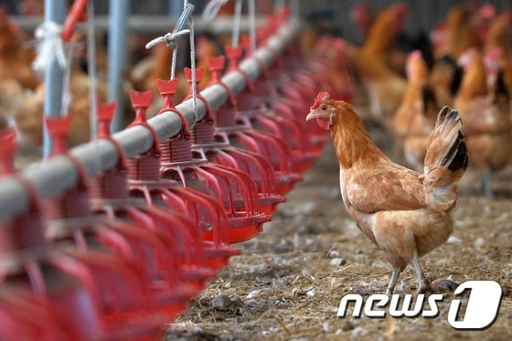 계란에서 기준치 이내의 DDT가 미량 검출된 한 산란계 농장의 닭들 © News1 최창호 기자