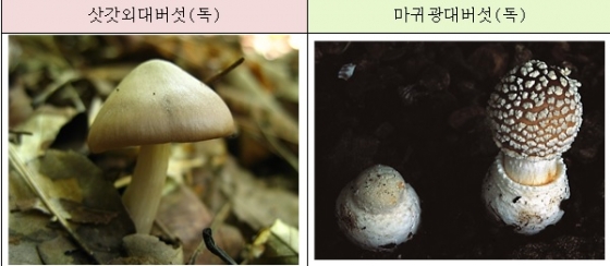 송이버섯인줄 알았는데… 송이버섯인줄 알았는데…