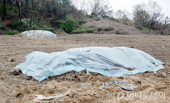  19일 충북 괴산군 사리면 구제역 매몰지에서 썩지 않은 돼지 사체들이 나왔다.  지난 14∼15일께부터 이곳에는 돼지사체가 쌓여있다. 이 지역은 지난 2011년 구제역으로 돼지 1만3000여 마리를 살처분 매몰한 곳으로 최근 한 양돈업체가 농지로 사용하기 위해 땅을 개간하는 과정에서 이 같은 일이 발생했다.2017.4.19/뉴스1  <저작권자 © 뉴스1코리아, 무단전재 및 재배포 금지>